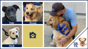 Tim Kinsey Welcomes Rescue Dogs At LAX with Southern California Golden Retriever Rescue